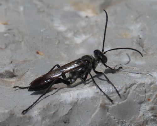 Isodontia mexicana